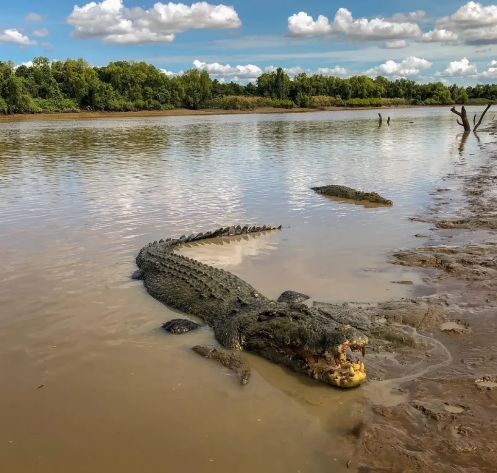 Crocodiles Only Jump to Attack Humans