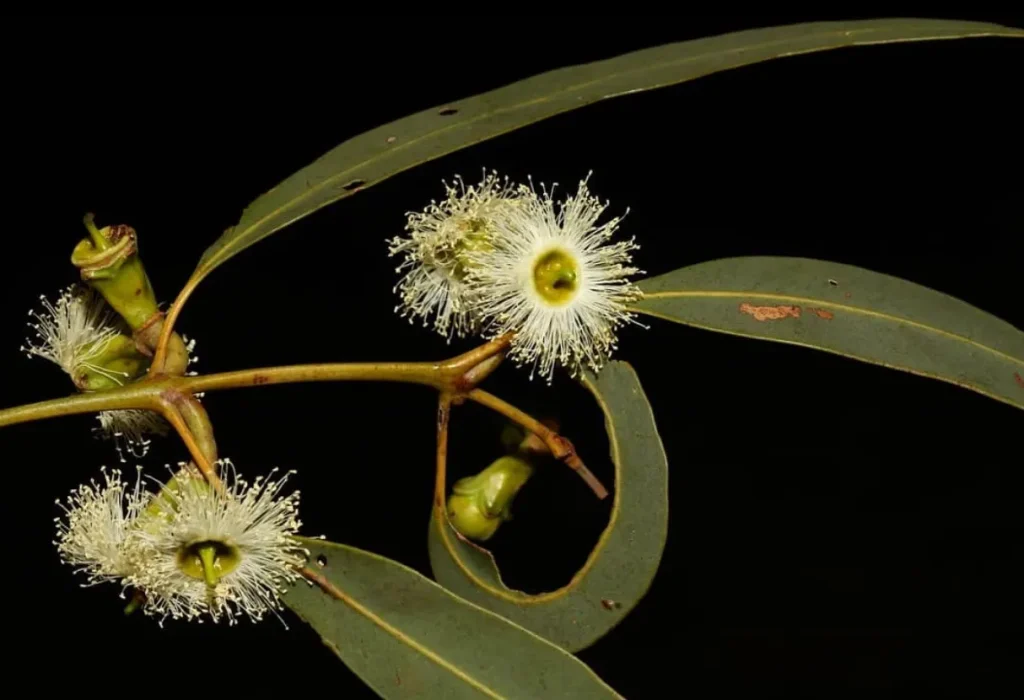 Darwin Stringybark