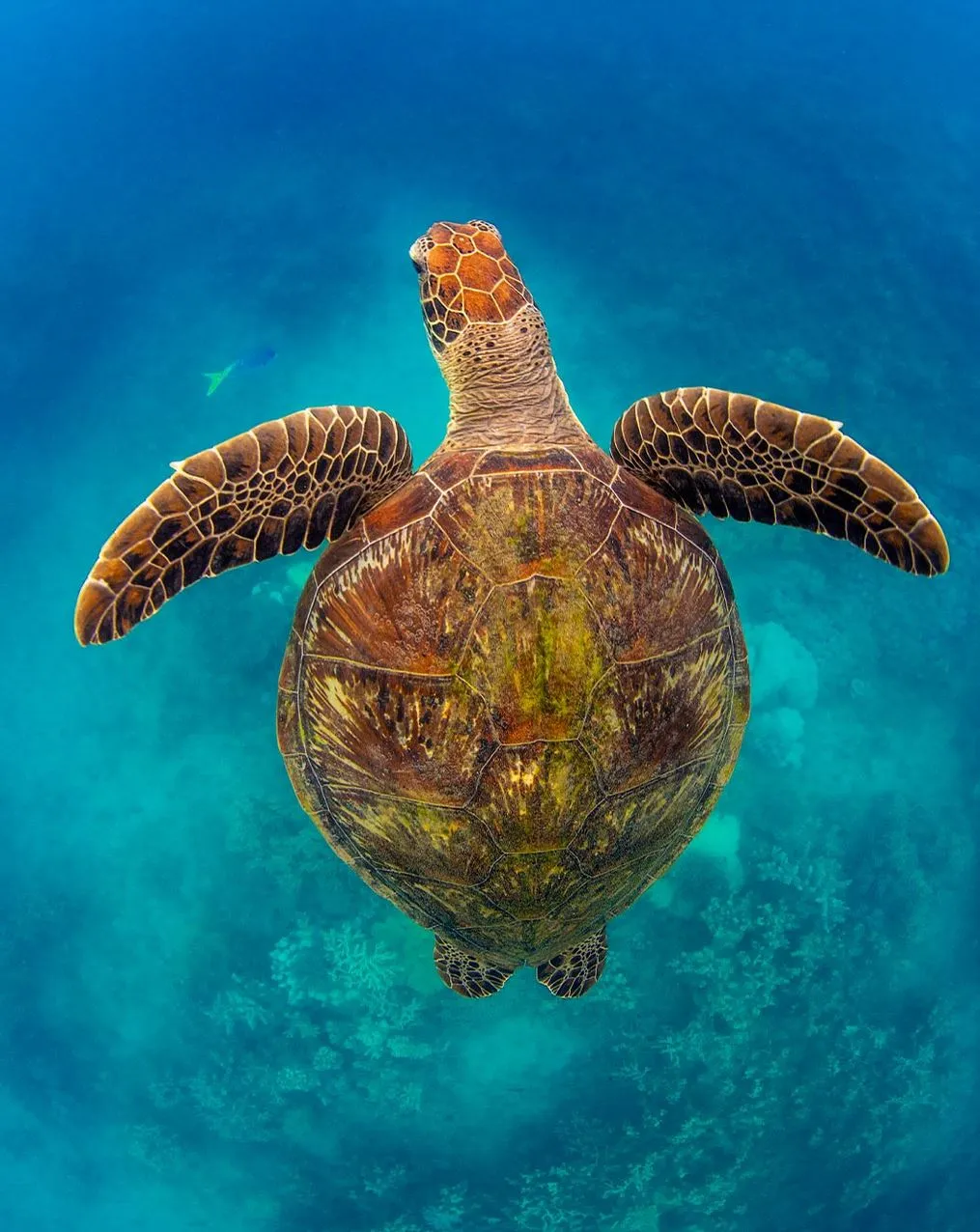 Great Barrier Reef Tour
