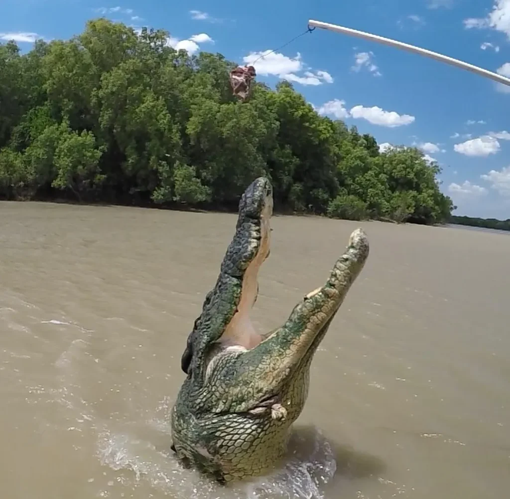 Jumping Crocodiles Biology