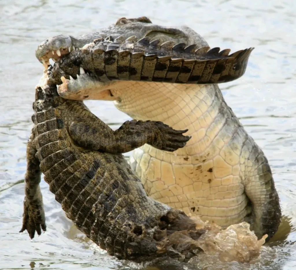 Jumping Crocodiles are Always Aggressive