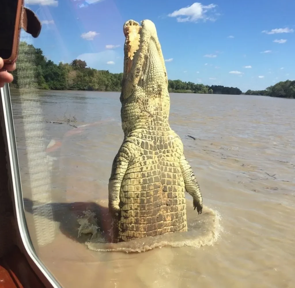 Jumping Crocodiles are Only Found in Australia