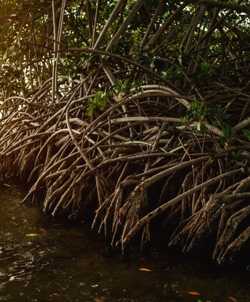 Kakadu’s coastal mangroves