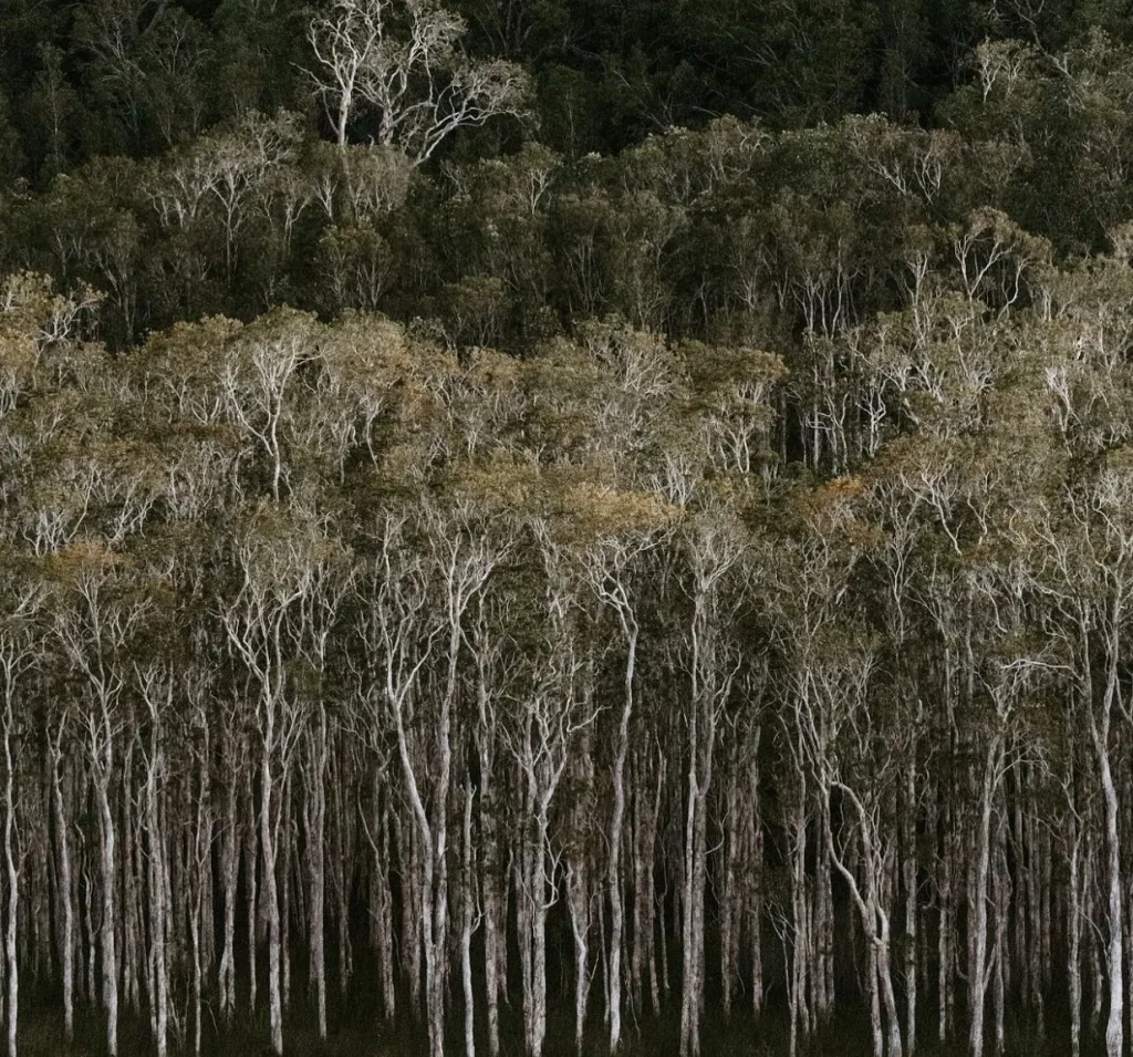 Melaleuca trees