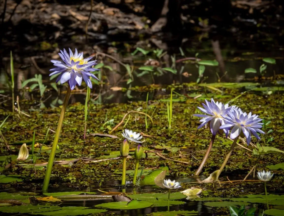 The Flora of Kakadu National Park