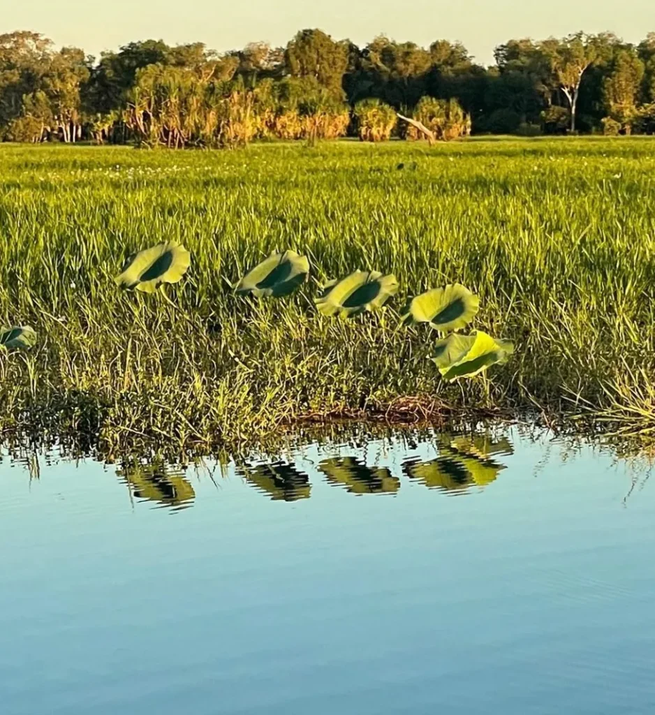 Yellow Water Billabong