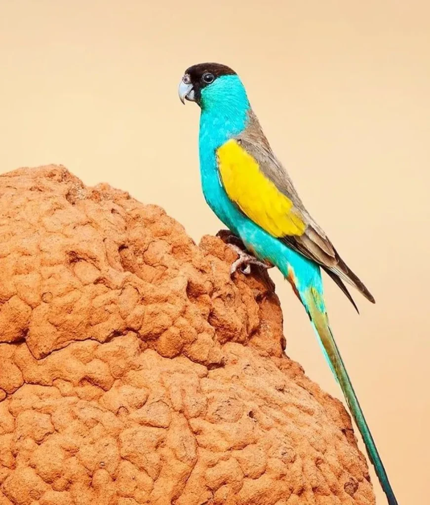 hooded parrot