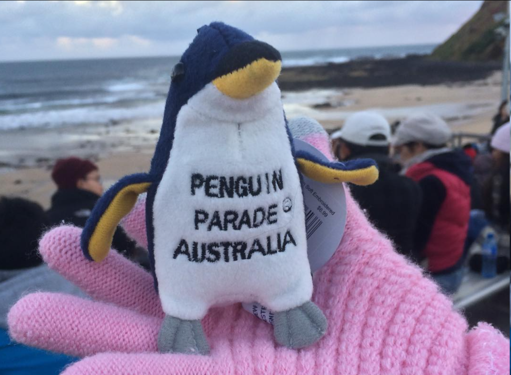 Bodega Enlatado | Experience the Enchanting Penguin Parade at Phillip Island