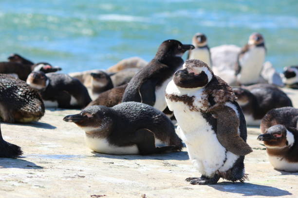 Witness the Enchanting Penguin Parade: An Unforgettable Tour Experience