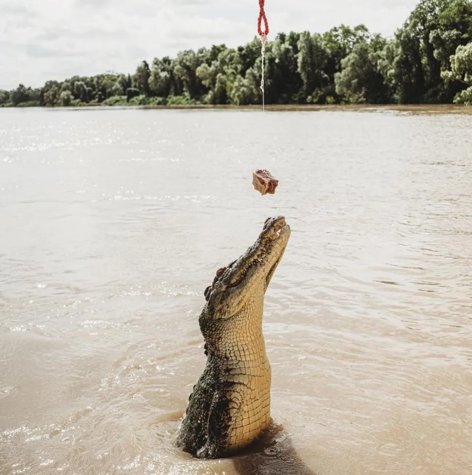 saltwater crocodiles